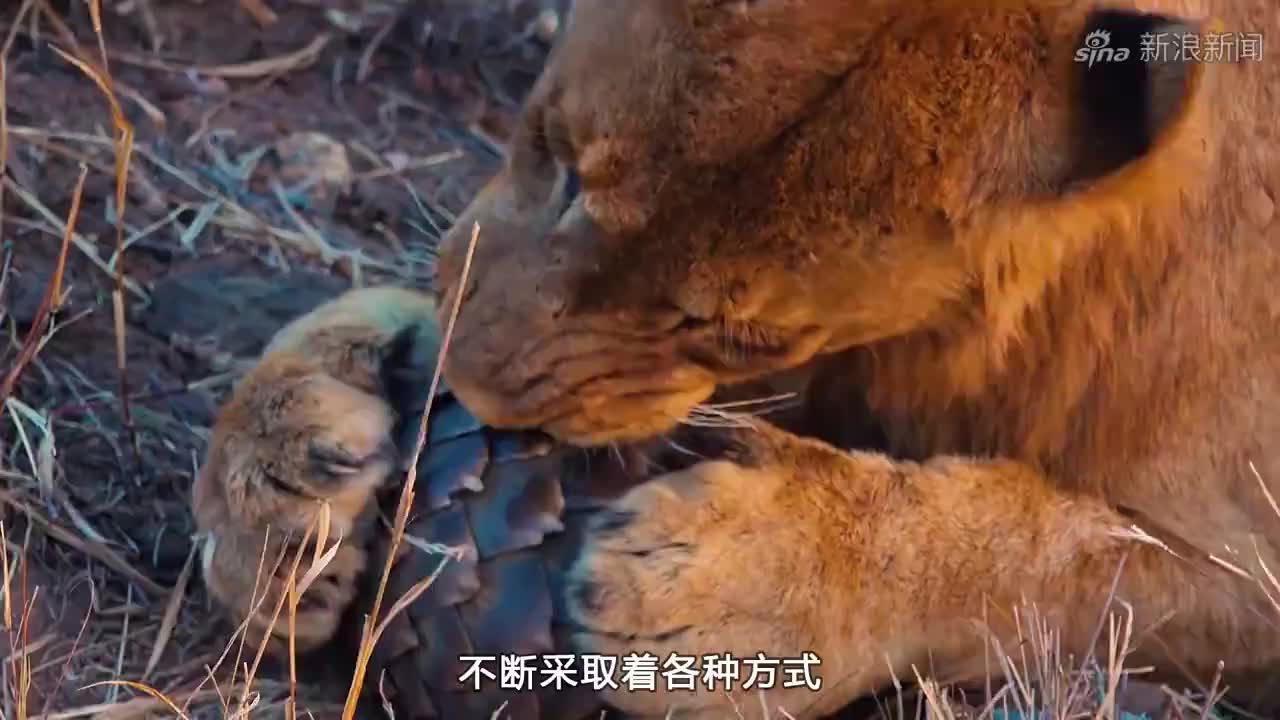 非洲野狗索罗,战花豹战鬣狗!抢别人家孩子!
