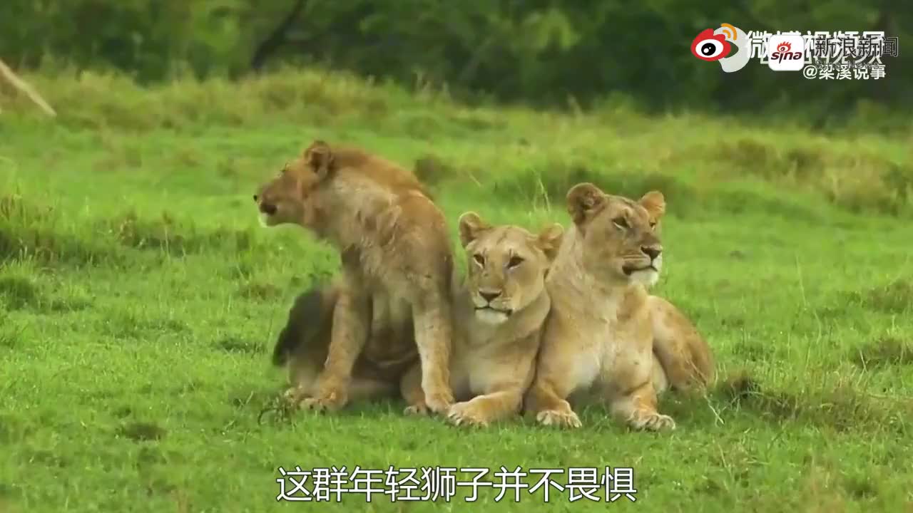 巨型狮王"沙克卡玛"残暴,无情!一掌拍死自己儿子,满头是血!