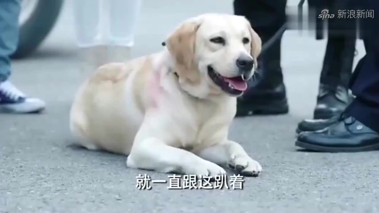 警花与警犬:姝寒受伤入院,樱桃担心,队长用计带警犬樱桃进医院