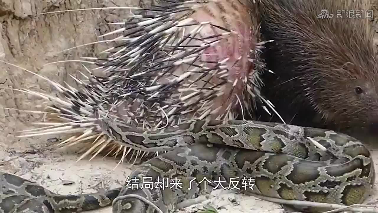 大蟒蛇:蜜獾活吃蟒蛇,一个蛇头差不多吃饱了,蟒蛇还在挣扎!