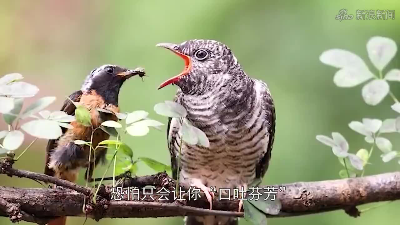 双胞胎的相爱相杀,大宝为抢奶嘴也是不择手段啊,二宝好可怜