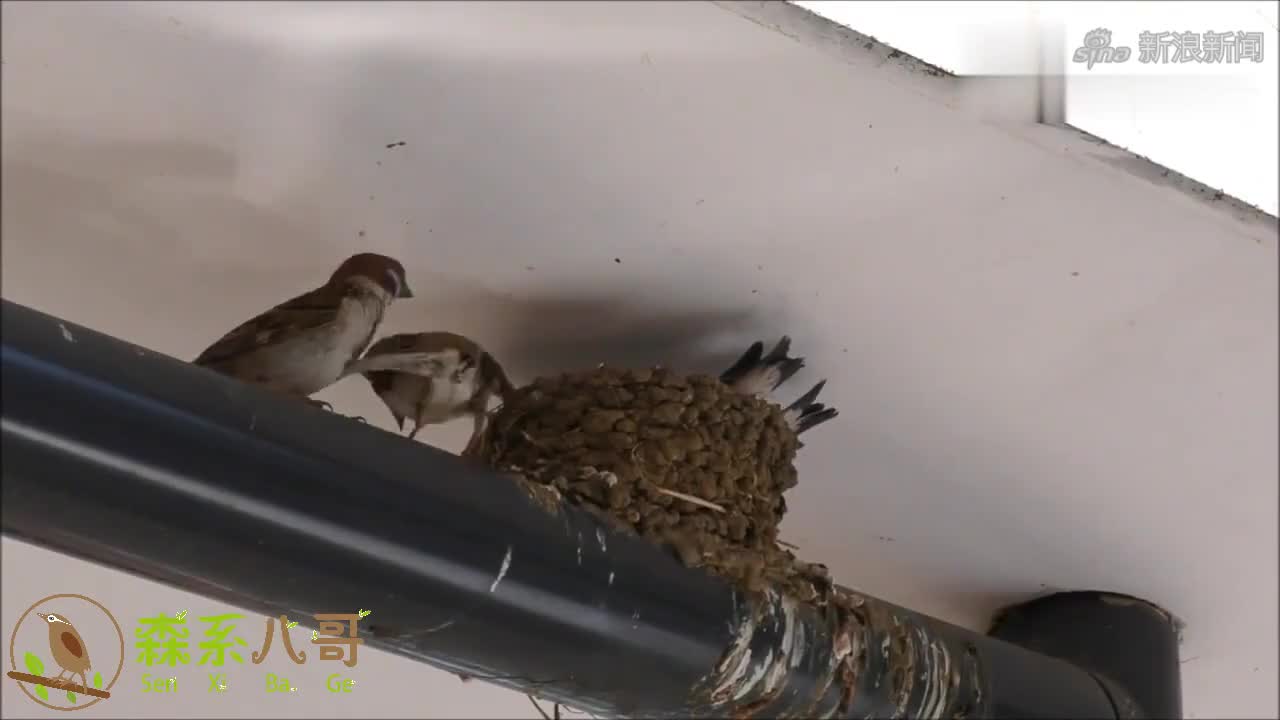 两只麻雀来霸占燕子窝,燕子能不能奋起反击?