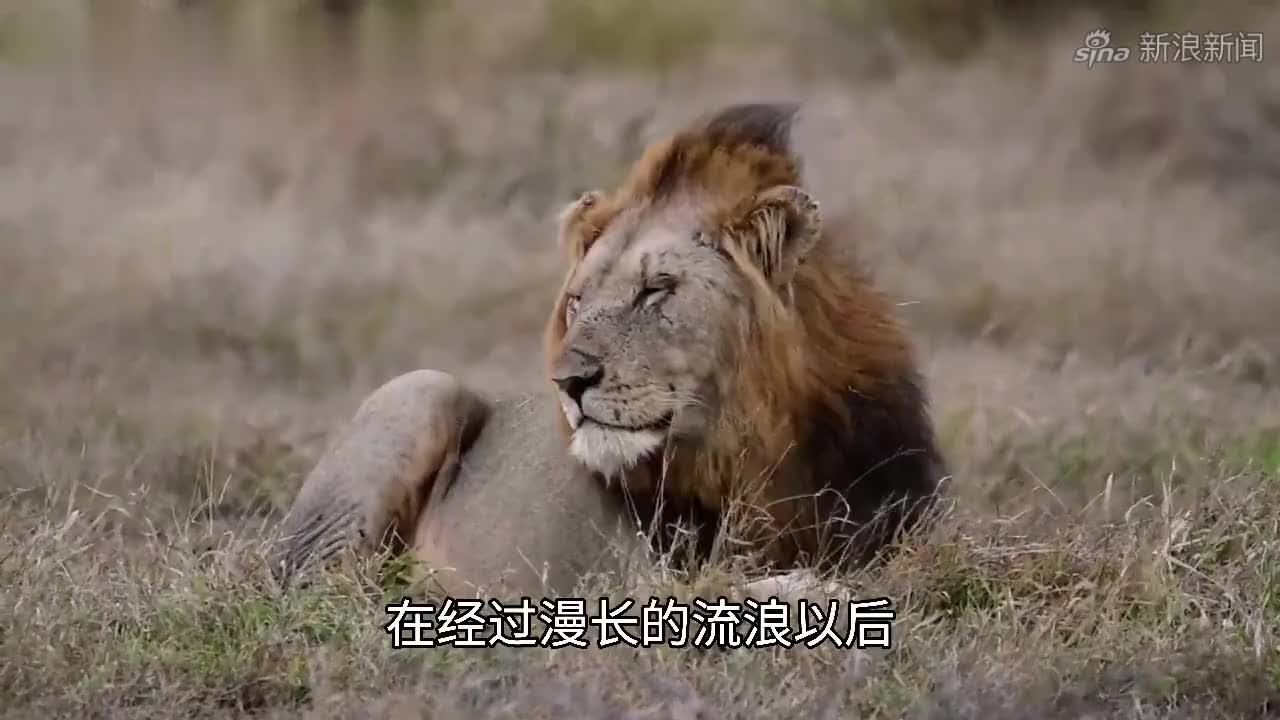 小魔鬼雄狮联盟:巅峰时刻的威武雄狮,周边无敌手,岁月静好