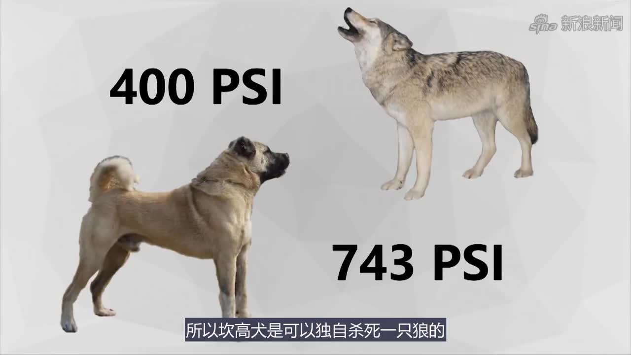 5种能够秒杀狼的狗:藏獒无缘,杜高犬入选,坎高犬第1无悬念