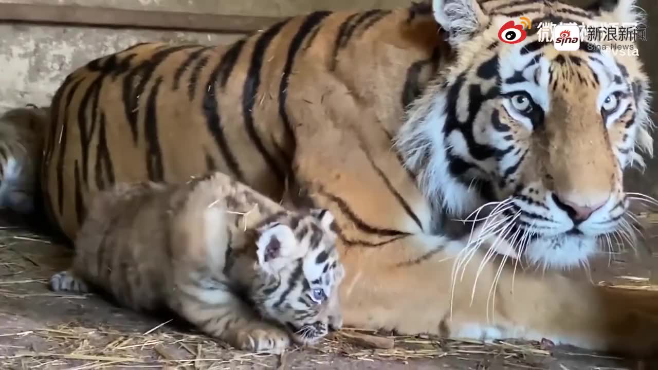 九牛二虎之力不是吹的!三个壮汉与老虎拔河惨败,镜头拍下全过程