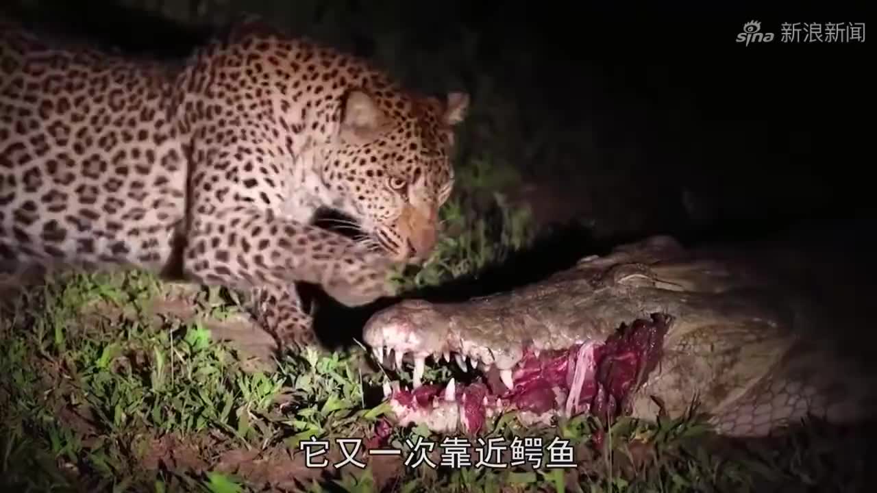 动物园中给猫科家族发水果,美洲豹最会吃!