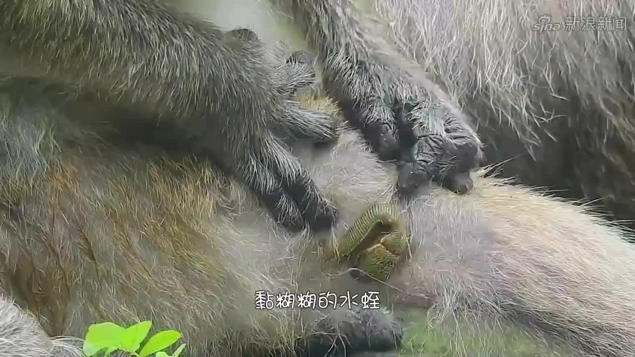 石敢当:妖兽毒龙蜃小看石敢当,结果被石敢当给活活烧死