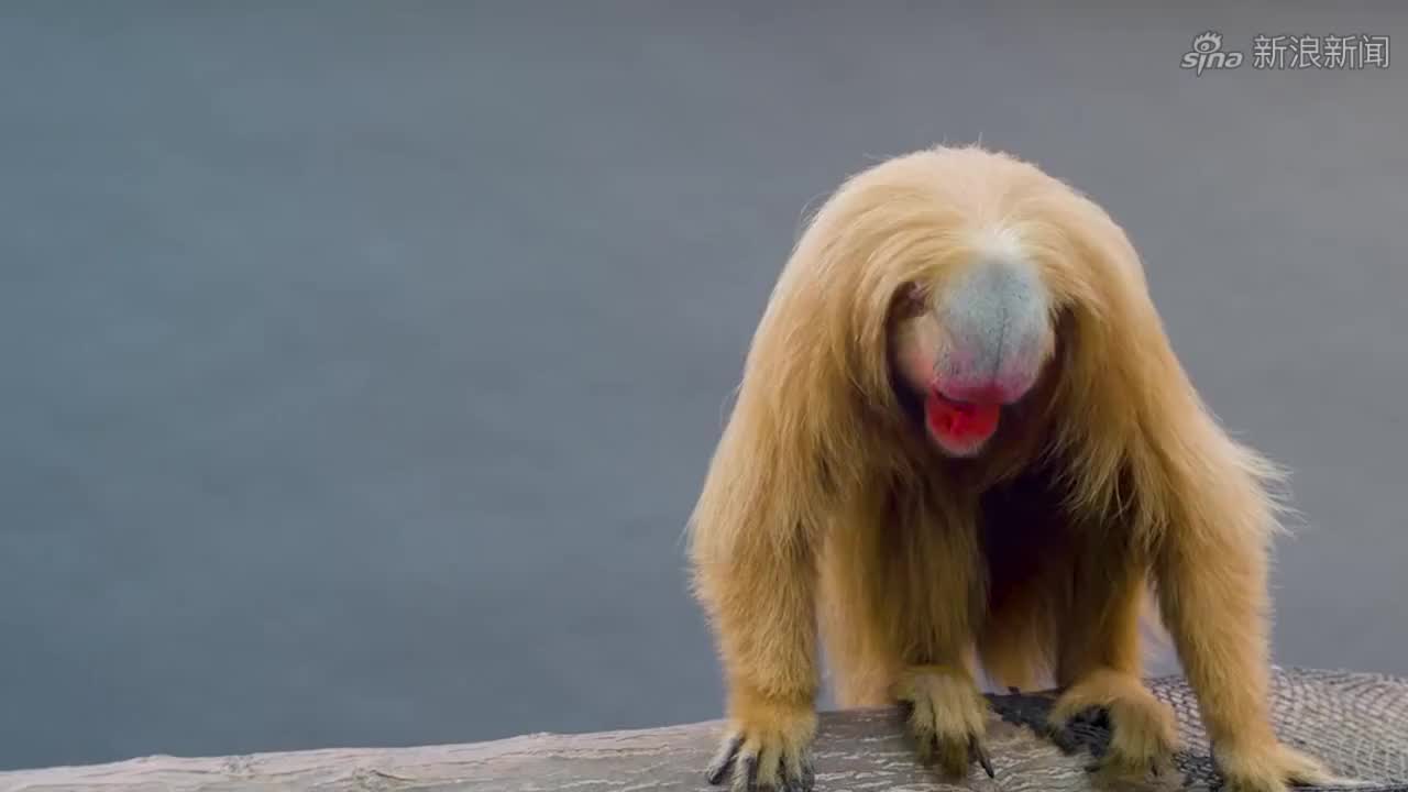 小小一根"弹簧",却能制服400斤大野猪,这是什么原理?