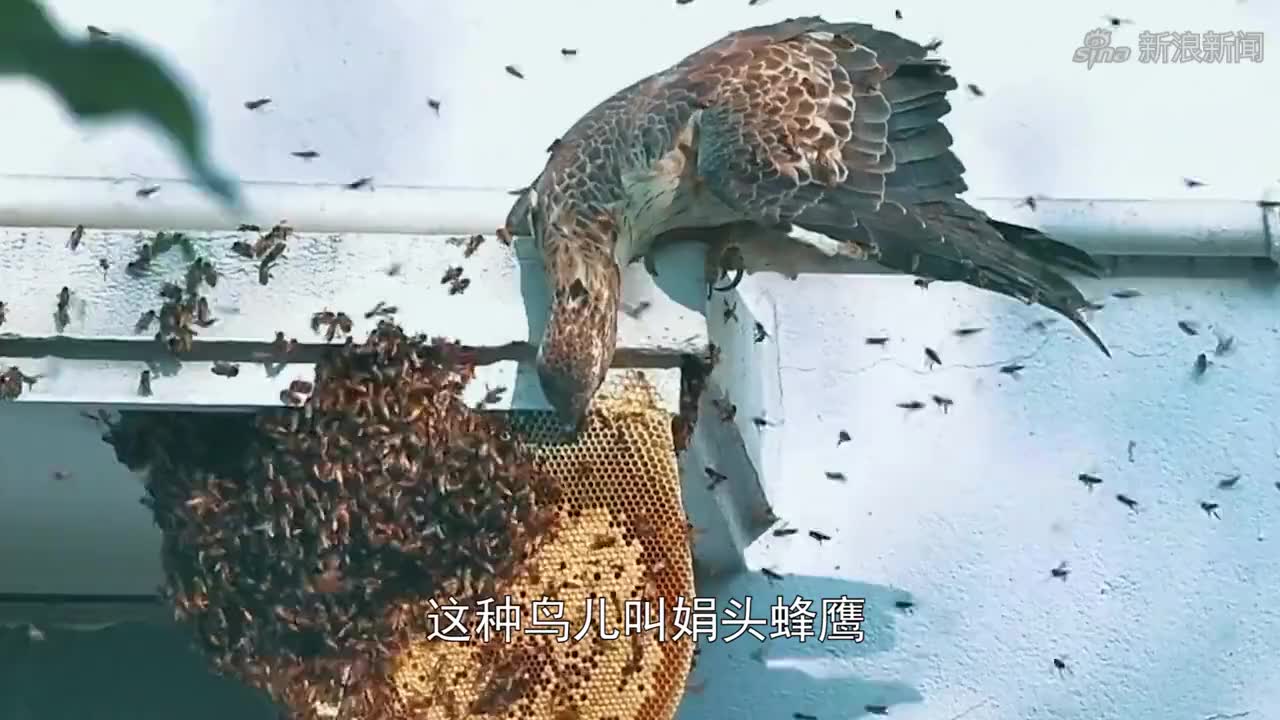 加拿大鹅被"活体拔毛",全身血迹斑斑,沦为产钱机器!