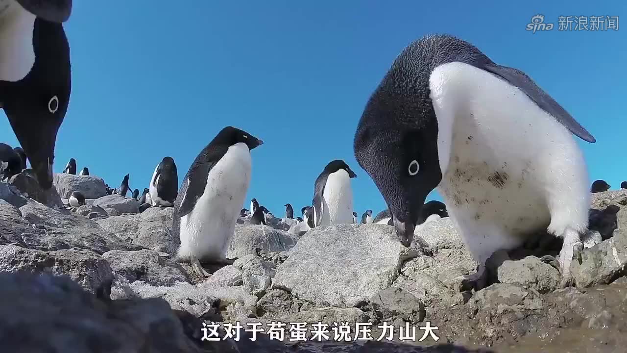 凤冠企鹅 snares crested penguin