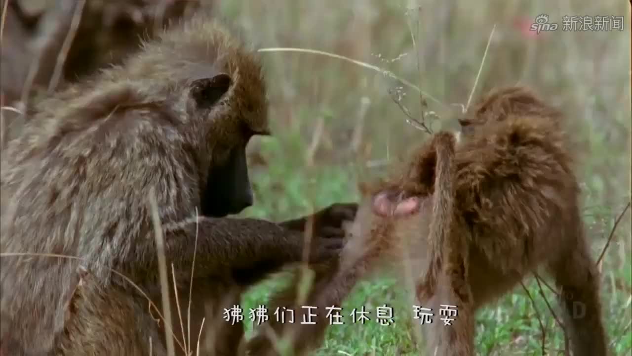 狒狒竟挑衅狮子,狮群突然冲出把狒狒围住,狒狒:不好,中计了!