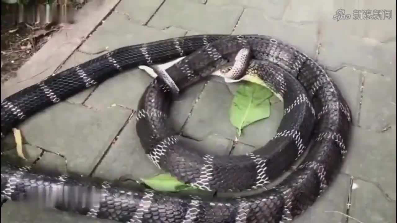 这条小蛇以蜗牛为食,最后甚至喝了一点汁液