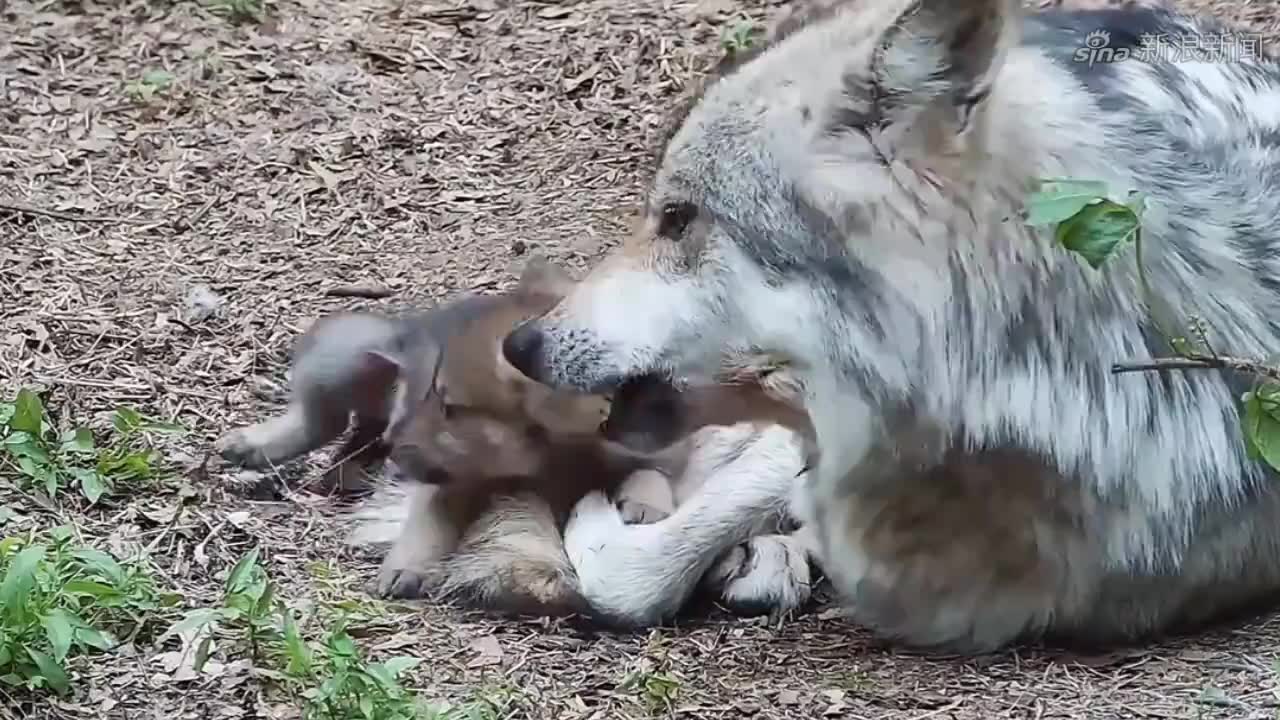 小狼崽的第一声嚎叫…………也太奶了吧