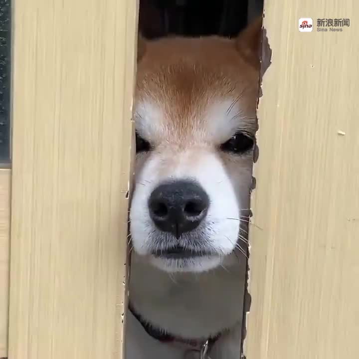 太狗了,还学会门缝里看人了?