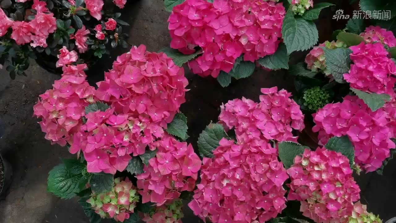 大丽花也叫西番莲,原创视频