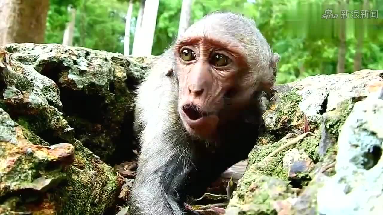 看这个臭猴子,踩奶呢?还是淘气呢?还是打一顿呢?