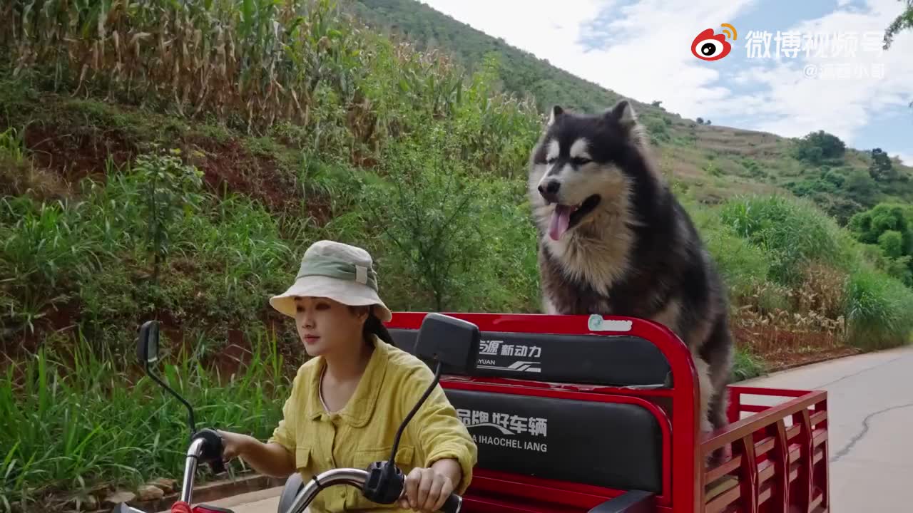 超小厨媳妇下厨,泡椒猪肝