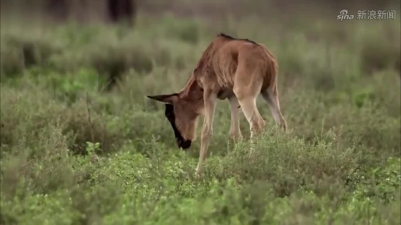 角马妈妈边走路边生娃,小角马刚生下来不会走路,角马妈妈很着急