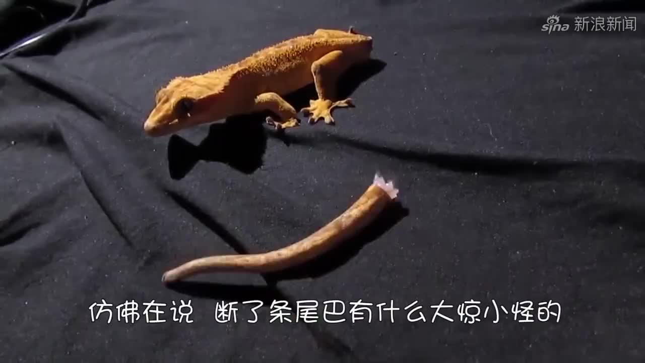 活佛济公:蜥蜴精绿姬从良变淑女,大娘儿子考上状元