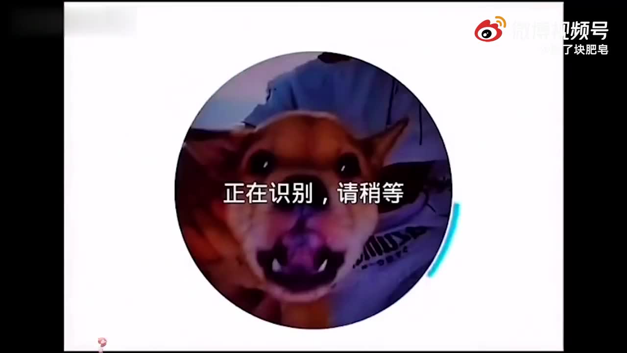 亚当熊 看门狗2我是警察第一天:吃个早饭的功夫就破了个案子!