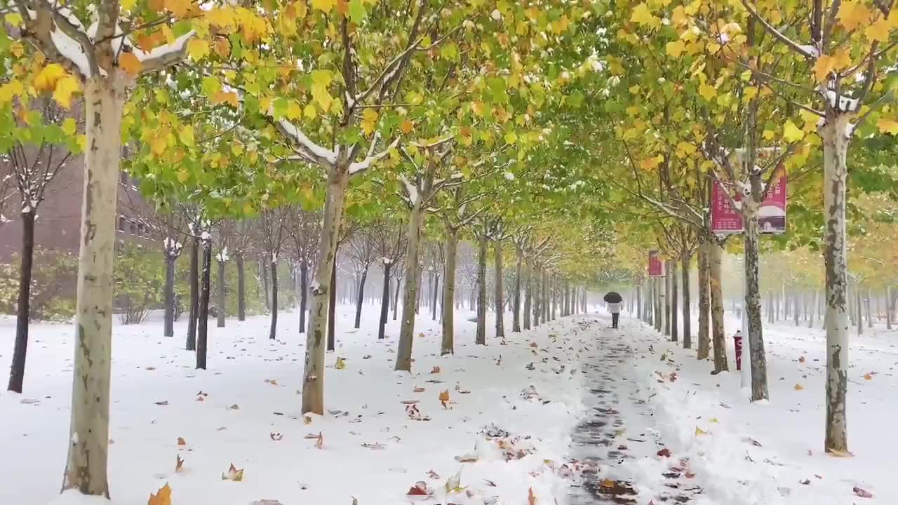 叶落长安:玉兰让槐花给人送月饼,槐花不听,还出言指责父母