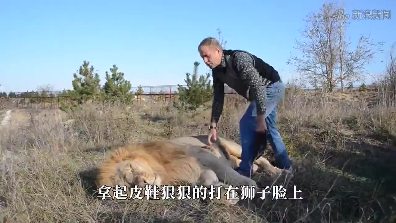 大象闯入河马领地,河马上前咬住大象屁股,不料被大象一脚吓退