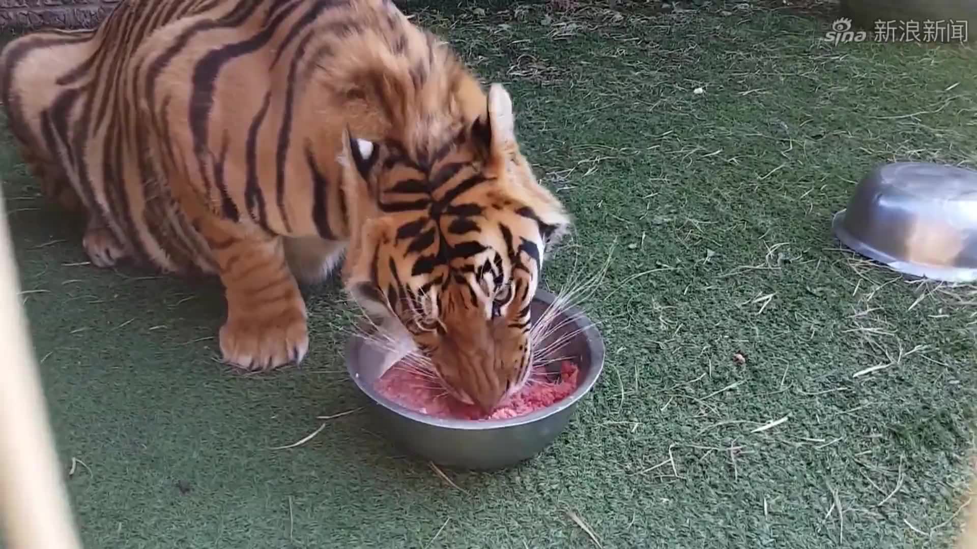 老虎不在家,果然是猴子称霸王,小宝宝表现得淋漓尽致!