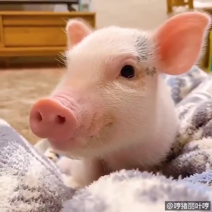 为了骗吃而疯狂卖萌的小猪猪