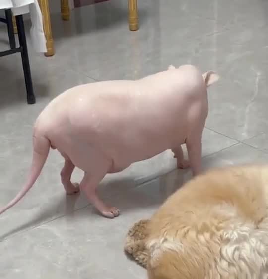 翘二郎腿可能引发严重后果 甚至会影响颜值和生育