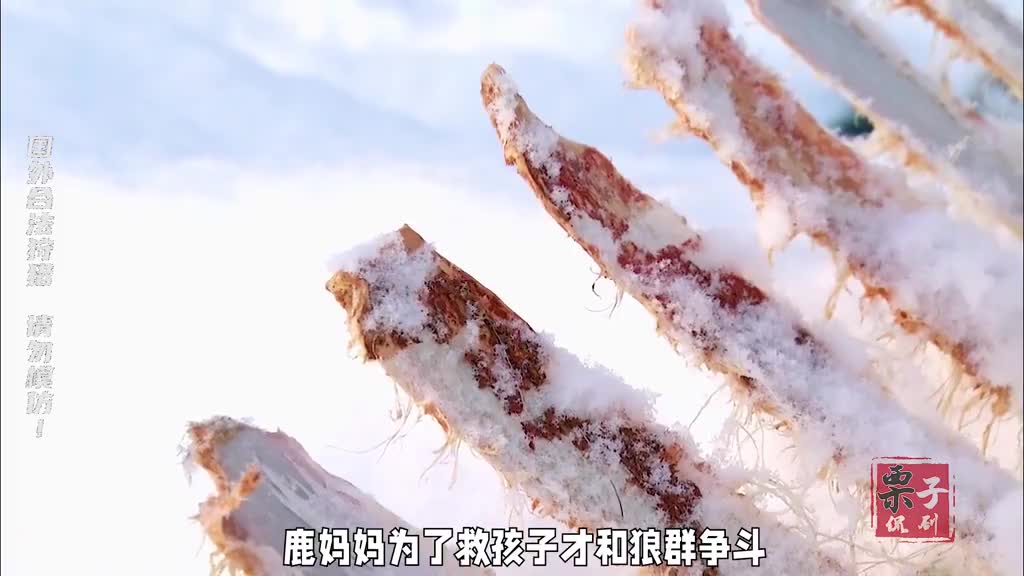 猎人猎到一头驼鹿,足够吃一个冬天(上) 打猎 求生 户外 纪录片