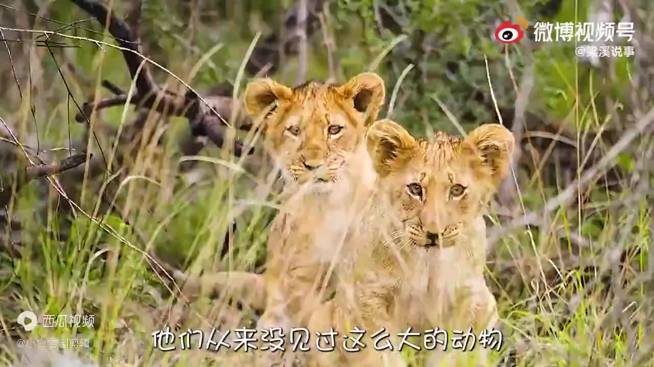 短小精干,瑞典鹰狮战力不凡,即将迎来又一次蜕变!