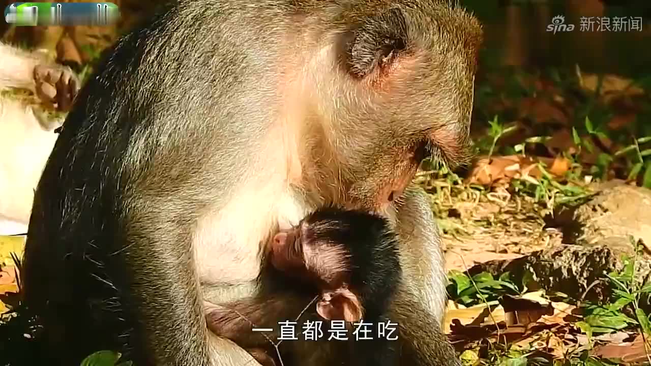 男子一耳光把猴子拍翻,猴子当场就懵了,网友:干得漂亮