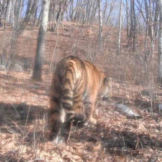 黑龙江野生东北虎进村追踪:不到半年出现数次