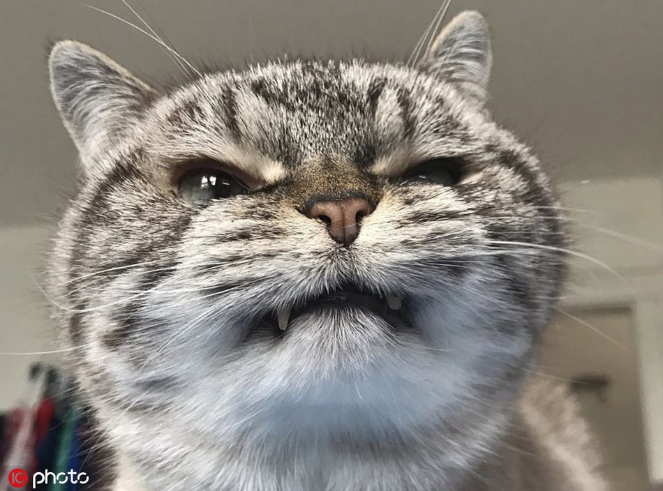 美国猫咪天生长着吸血鬼獠牙奶凶奶凶的