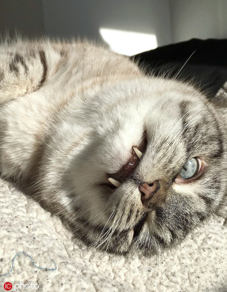 美国猫咪天生长着吸血鬼獠牙奶凶奶凶的