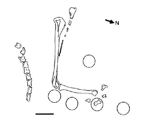部分保存的伤齿龙骨骼及周边保存的五颗蛋素描图 | 参考文献[6]