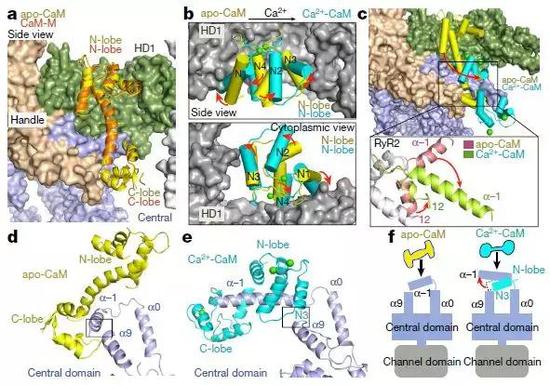 Ca2 +负载后CaM结合位点移位的分子基础