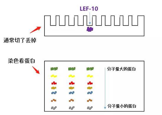 LEF-10出现在浓缩胶中（示意图）。Nekout绘制。