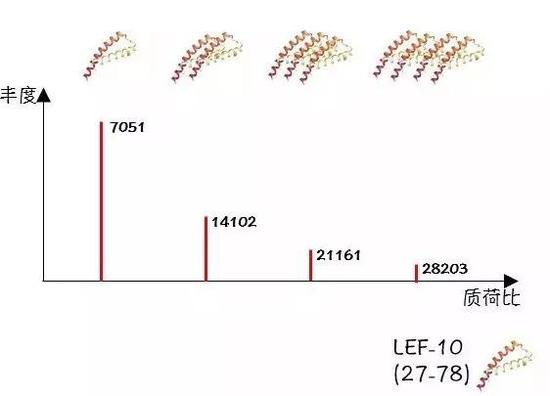 截短体27-78形成的聚合体分子量呈现严格的倍数关系。Nekout绘制。