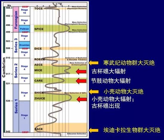 寒武纪碳同位素变化与关键生物群事件（改自朱茂炎等，2006）