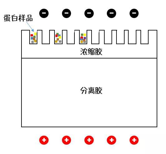 蛋白电泳用到的凝胶（示意图）。Nekout绘制。