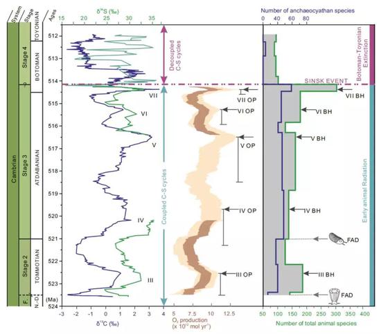 西伯利亚寒武纪早期碳、硫同位素（左）和氧气生产量（中）与动物多样性（右）之间的关系，显示动物多样性与产氧量成正比。