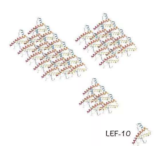  LEF-10聚合体分子量大且不均一（示意图）。Nekout绘制。