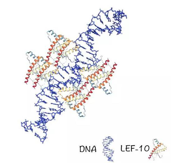 聚合体常带有DNA（示意图）。Nekout绘制。