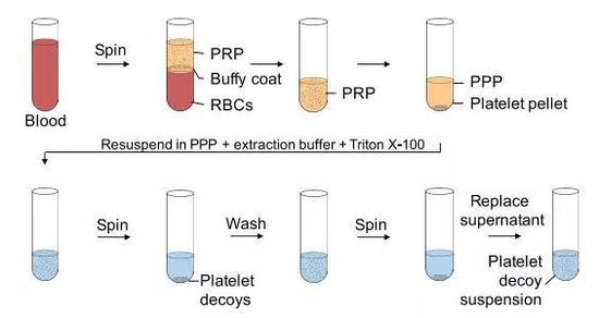 ▲通过离心和去垢剂处理，得到了尺寸约为原先1/3大的“假”血小板（图片来源：参考资料[1]）