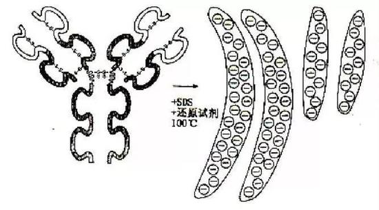 蛋白质样品在100℃用SDS处理后变为带电荷的“圆棒”