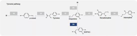 多巴胺降解过程
