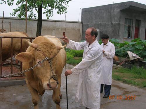 带领团队培育出夏南牛的祁兴磊。