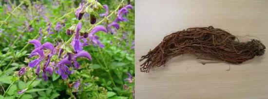  图2丹参（Salvia miltiorrhiza），唇形科鼠尾草属植物丹参的根和根茎（图片来源：丹参植物：植物网，丹参生药材：宣利江供）