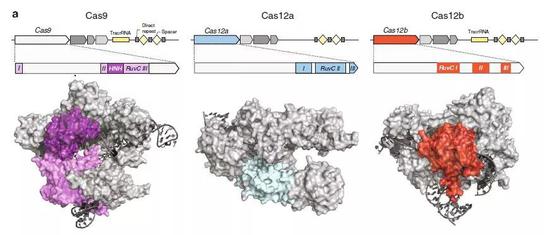 ▲Cas9、Cas12a、Cas12b三种核酸酶的基因序列模式图和蛋白质结构示意图（图片来源：参考资料[1]）